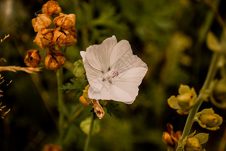 孤立的白花花朵鸢尾花植物绿色美丽宏观黑色花园白色图片
