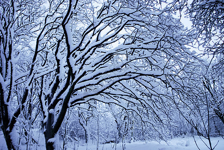 充满积雪空地木头公园仙境季节森林风景天空树木蓝色图片