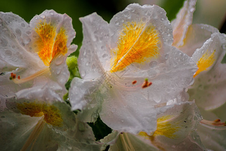 白花和黄花香味水滴热带美丽白色花园装饰宏观黄色花朵图片