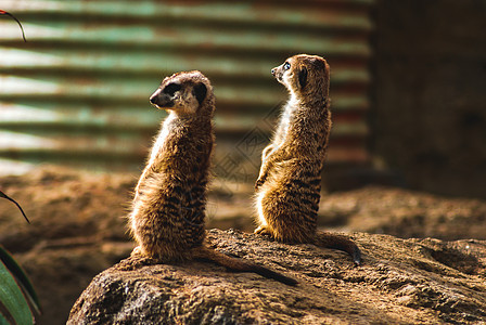 两只黑麦加 站立起来橙子棕色沙漠动物园家庭荒野警卫警报动物野生动物图片