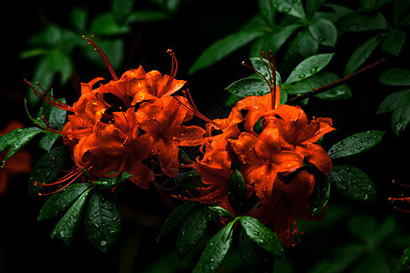 深色背景的橙色花朵菊花绿色花瓣植物宏观黄色衬套水滴季节橙子图片