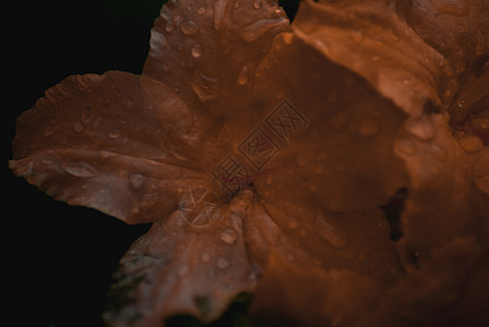 深色背景的橙色花朵花园黄色水滴植物绿色植物学宏观季节美丽花瓣图片