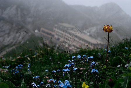 皮拉图斯库尔的花背景花朵晴天绿色植物场地美丽黄色太阳白色图片