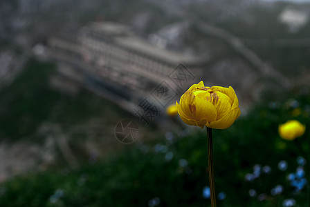 皮拉图斯库尔的花白色建筑植物群太阳花园山坡黄色房子植物晴天图片