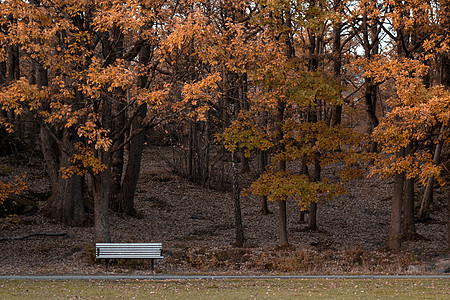 秋天森林的一条通道橙子公园花园黄色活力小路棕色树叶季节风景图片