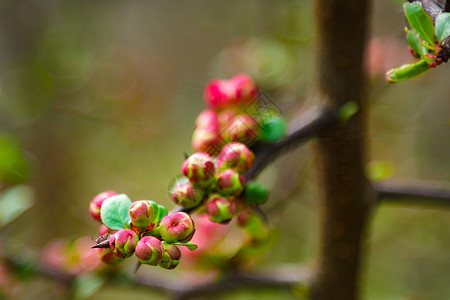 春花园的粉红花朵和心脏 春开樱花枝 在模糊的自然抽象背景下植物学叶子花园植物柔焦横幅生长农场公园太阳图片