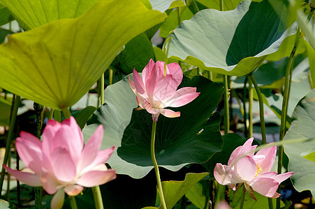 小水库中的莲花花生态情绪休息冒险树叶生活青菜晴天旅行旅游图片