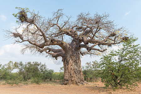 Baobab树 Adansonia数字乡村旅游风景晴天植物农村图片