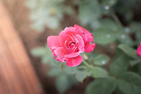 花园里的玫瑰花日光树叶情人植物群玫瑰花瓣绿色粉色图片