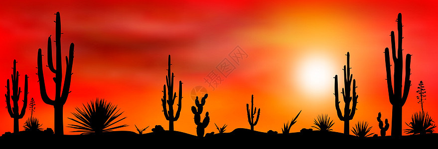 墨西哥沙漠日落仙人掌图片