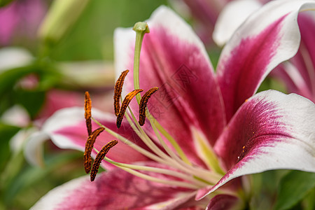 莉莉花缝合植物群叶子百合红色绿色白色花瓣植物自然花朵图片