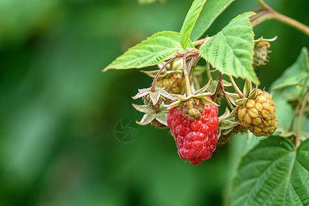 树枝上的草莓莓水果树叶红色宏观植物绿色食物甜点衬套叶子图片