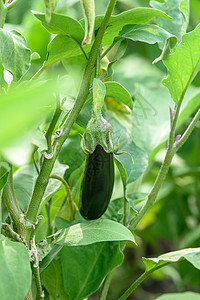 在花园的布希树上种茄子食物农业树叶水果叶子紫色生食生长植物蔬菜图片