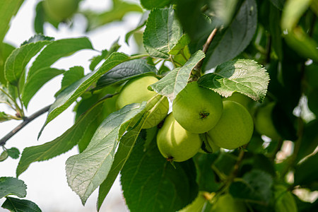 树枝上的绿苹果水果树叶蔬菜农业食物花园叶子农场植物图片
