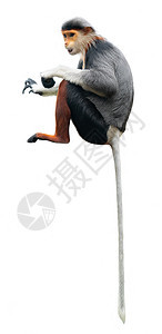 白背景孤立于白色背景的红腿Douc Langur头发濒危野生动物哺乳动物生活动物黑色荒野红色灵长类图片
