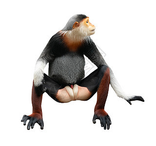 白背景孤立于白色背景的红腿Douc Langur濒危哺乳动物荒野生活头发黑色红色灵长类叶猴毛皮图片