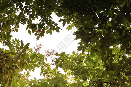 阳光在树上闪耀着天空苔藓自然环境木本林地季节梧桐树木头树林丛林橡木图片
