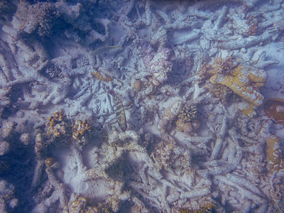 宁加洛珊瑚礁珊瑚湾海洋生物图片