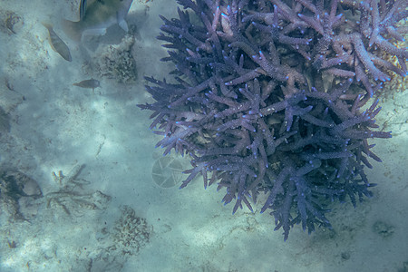 澳大利亚西部Coral Bay海洋生物中的宁加洛珊瑚礁珊瑚斯皮基珊瑚图片