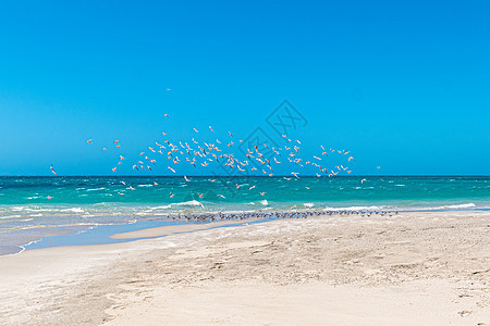 珊瑚湾海滩的海鸥群开始起航了图片