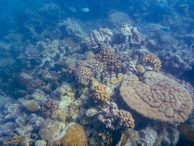 宁加洛珊瑚礁珊瑚湾海绵珊瑚的变异图片