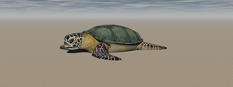 海洋中的棕色海龟  3d 渲染插图野生动物濒危绿色海滩动物热带爬虫荒野生活图片
