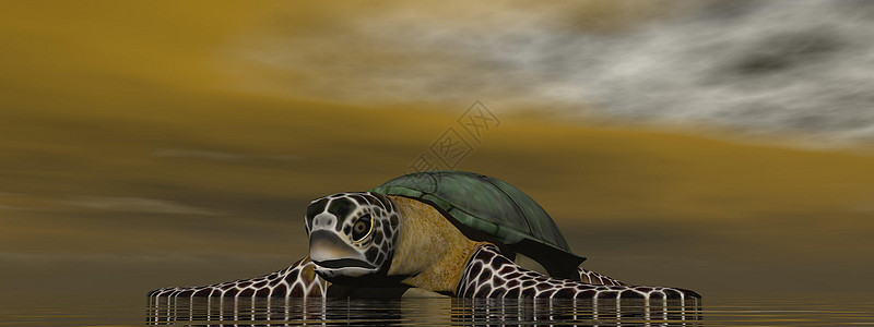 海洋中的棕色海龟  3d 渲染绿色荒野插图濒危热带生活野生动物动物爬虫海滩图片