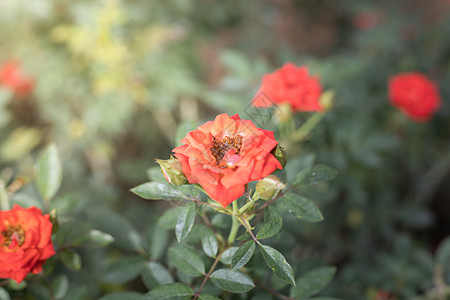 花园里的玫瑰花绿色情人日光粉色花瓣树叶植物群玫瑰图片