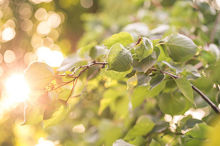 阳光和绿叶 新鲜的树叶框架 自然的夏天背景花园晴天树木季节公园天空森林环境植物太阳图片