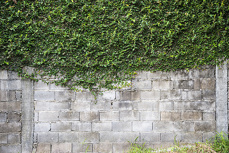 绿色植物长成灰色石墙图片