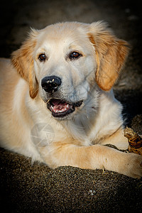 黄金寻金猎犬眼睛朋友长毛耳朵犬类动物毛皮哺乳动物爪子图片