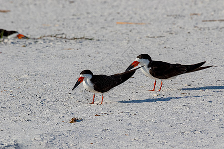美国佛罗里达州彭萨科拉Pensacola野生动物羽毛菜头水禽黑色动物群眼睛白色海洋鸟类图片