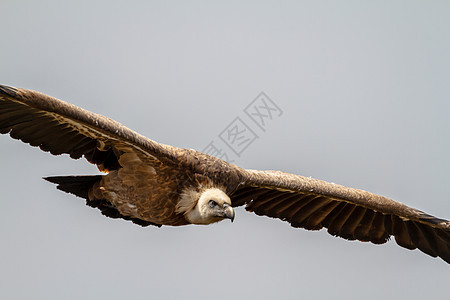 葛里芬秃鹫 吉普赛人捕食者白色棕色翅膀荒野清道夫航班秃鹰动物食肉图片