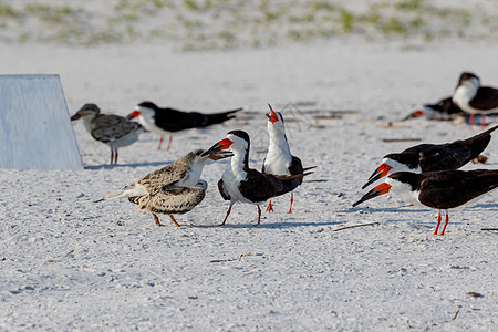 美国佛罗里达州彭萨科拉Pensacola海洋野生动物海鸟黑色生态羽毛环境鸟类水禽荒野图片