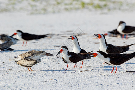 美国佛罗里达州彭萨科拉Pensacola生物学荒野海滩翅膀黑色动物群滨鸟野生动物支撑白色图片