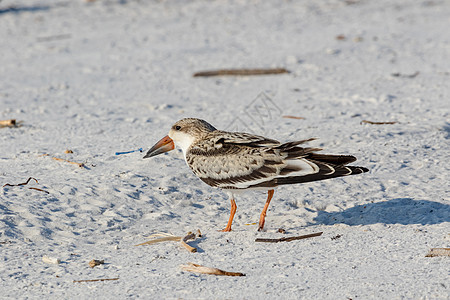 美国佛罗里达州彭萨科拉Pensacola水禽生态海滩眼睛翅膀野生动物菜头动物群白色羽毛图片