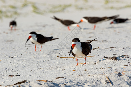 美国佛罗里达州彭萨科拉Pensacola白色黑色海鸟环境荒野滨鸟水禽鸟类海滩菜头图片