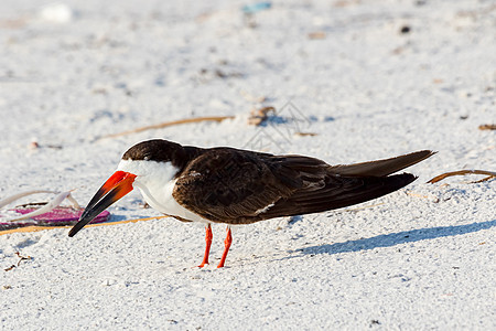美国佛罗里达州彭萨科拉Pensacola动物群翅膀荒野鸟类海洋野生动物菜头海滩眼睛海鸟图片