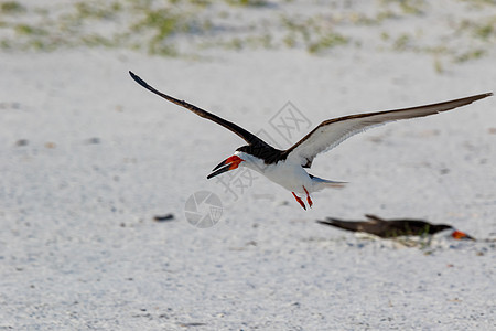 美国佛罗里达州彭萨科拉Pensacola滨鸟海鸟生态红色水禽野生动物荒野生物学白色海滩图片
