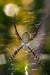 蜘蛛 阿吉波布伦尼奇生活昆虫动物漏洞黑色条纹危险食肉捕食者野生动物图片