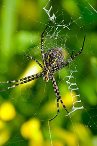 蜘蛛 阿吉波布伦尼奇黄色黑色危险捕食者昆虫食肉生活野生动物条纹宏观图片