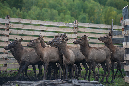 Altay农场的马拉女性森林畜栏桦木牛角男性野生动物国家哺乳动物休息图片