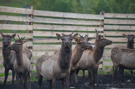 Altay农场的马拉畜栏皮肤国家家畜休息女性牛角动物群桦木鹿角图片