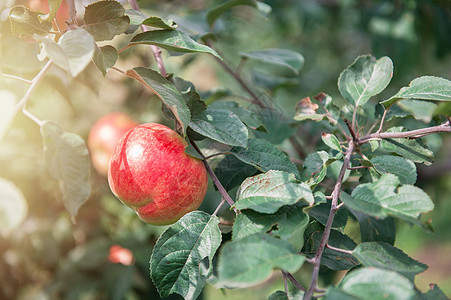 有苹果的苹果树农场花园太阳晴天健康叶子果园农业天空生长图片
