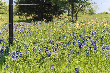 Bluebonnet田地沿美国得克萨斯州农村的铁丝网围栏花瓣草地农场公园田园风光栅栏斜坡背景自然景观图片