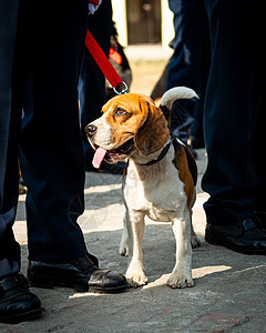 Beagle警犬图片