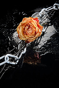 玫瑰 链条和刺线黑色工作室风格饮料液体生活团体作品金属黄色图片