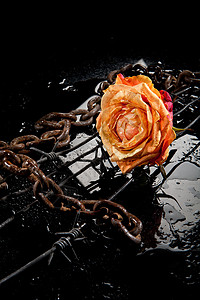 玫瑰 链条和刺线作品礼物黑色饮料工作室团体反思风格装饰微观图片