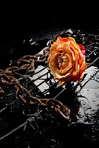 玫瑰 链条和刺线植物工作室微观金属饮料装饰反思礼物风格生活图片