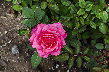 Drujba区自然户外花园花朵中的粉红玫瑰灌丛植物群公园明信片浪漫植物花束园艺玫瑰花瓣叶子图片